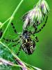 Aculepeira sp.